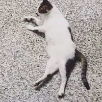 我養了一隻貓
