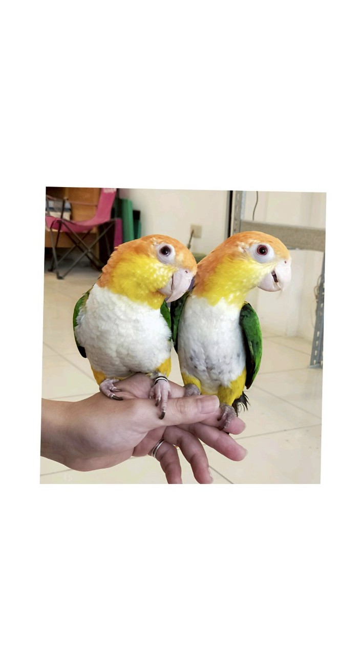 北中南鸚鵡總動員🦜