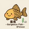 集魚 - Gorgeous Fish - @Taiwan