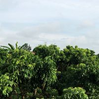 อาณาจักรชาวสวนลำไย