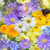 🌱全国🌼花いけ🌼コミュニティ🌱