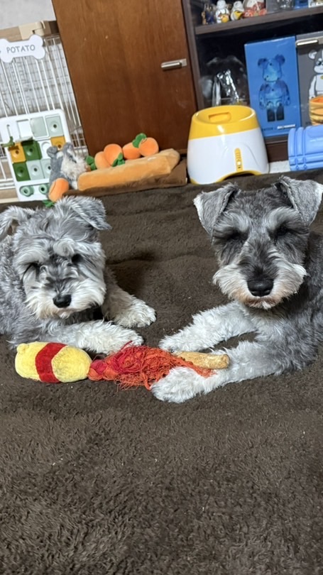 ⌛️ソルポテ配信時間⏳発言NG🙅‍♀️