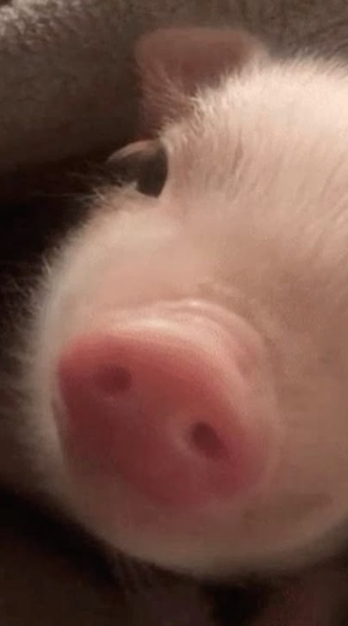 ˚₊‧꒰ა 🐷 𝓜𝓸𝓸 𝓨𝓸𝓷𝓰 🐷 ໒꒱ ‧₊˚