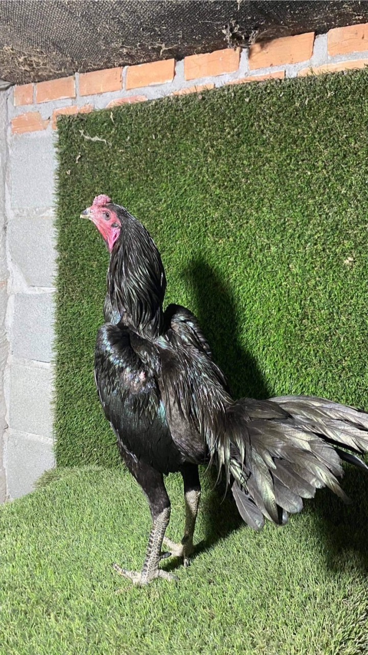 ส.เสกสรรค์ไก่ชน อุตรดิตถ์