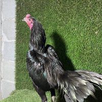 ส.เสกสรรค์ไก่ชน อุตรดิตถ์