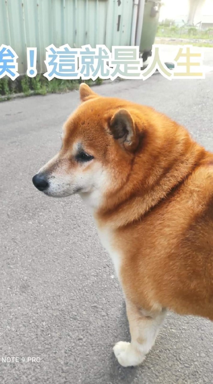 私醫轉考成功之藥學以上