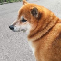 私醫轉考成功之藥學以上