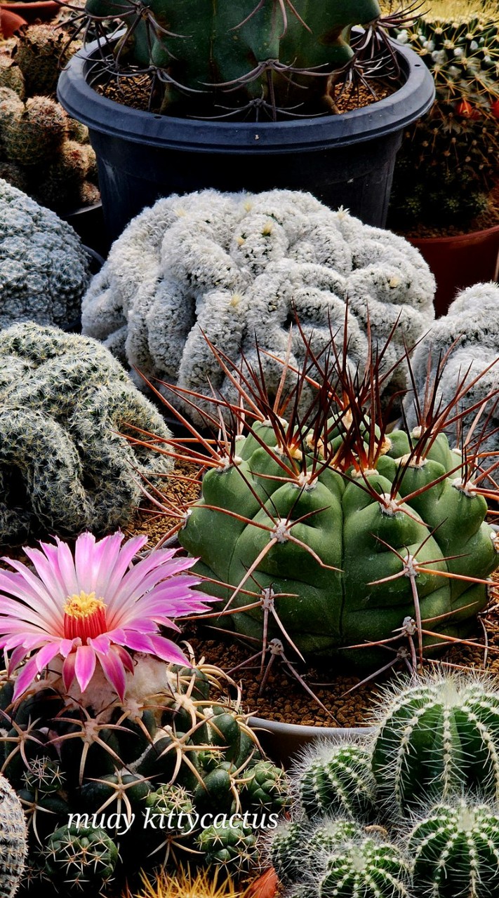 kittycactus🙏🌵❤️🤟