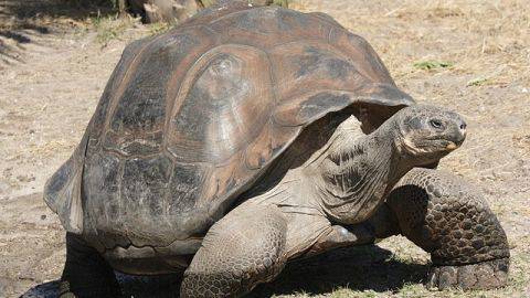 Dikira Sudah Punah Kura Kura Raksasa Asal Galapagos Kembali Ditemukan
