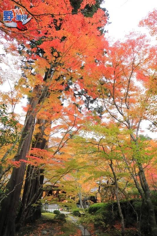 日本宮城松島之月早懸於心 松尾芭蕉奧之細道賞秋楓 @去旅行新聞網