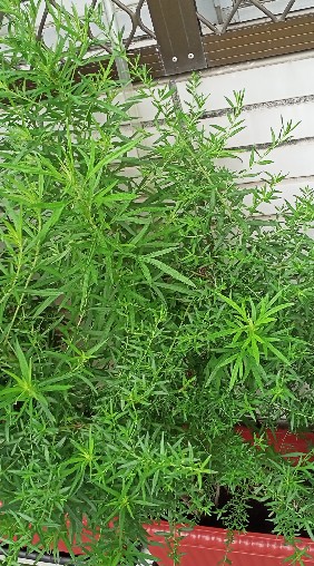 香草樂園