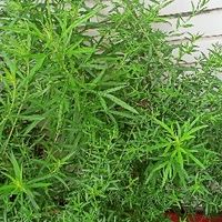 香草樂園