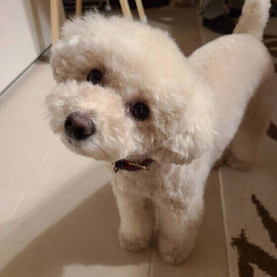 シニア犬の頑固やわがままは長生きの証 頑固になる理由