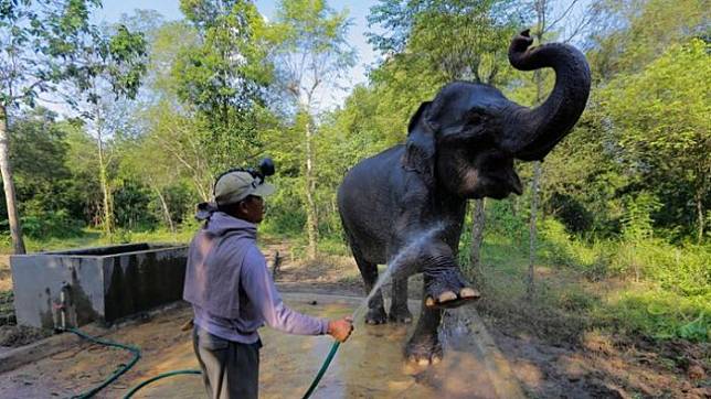 Unduh 9000 Gambar Gajah Beserta Penjelasannya Terbaik Gratis HD