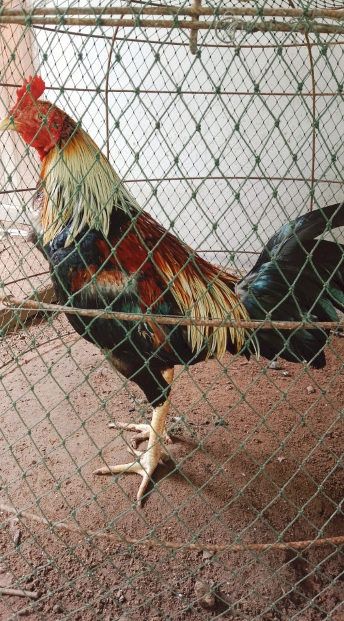 ณัฐิกาฟาร์ม🐓🐓