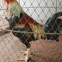 ณัฐิกาฟาร์ม🐓🐓