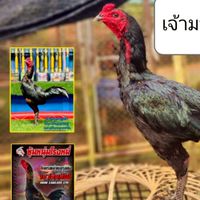 กฤษดาฟาร์ม