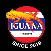 ซื้อขายแลกเปลี่ยน อีกัวน่าไทยแลนด์ IGUANA THAILAND