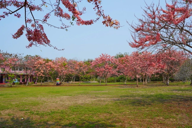 中部景點,斗六景點,斗六花旗木,近水樓台,近水樓台湖畔森林咖啡,近水樓台湖畔森林咖啡交通資訊,近水樓台湖畔森林咖啡停車場,近水樓台湖畔森林咖啡停車場花旗木,近水樓台湖畔森林咖啡門票,雲林IG打卡點,雲林景點,雲林網美景點,雲林花旗木近水樓台湖畔森林咖啡花旗木