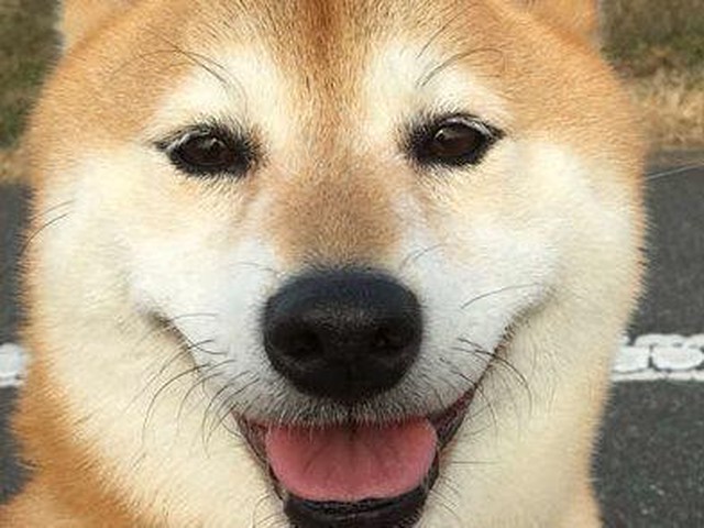 他の犬や子供に嫉妬するそのしぐさや理由とは いぬのきもちnews