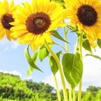 【 北九州界隈 🌻 】 20代〜50代まで幅広くメンバー募集‼️オフ会通じて生涯の友達作りましょ🍺😊