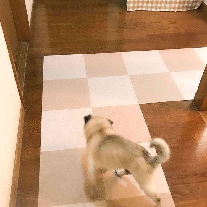 ゆっくりしたおじいちゃん犬が突然