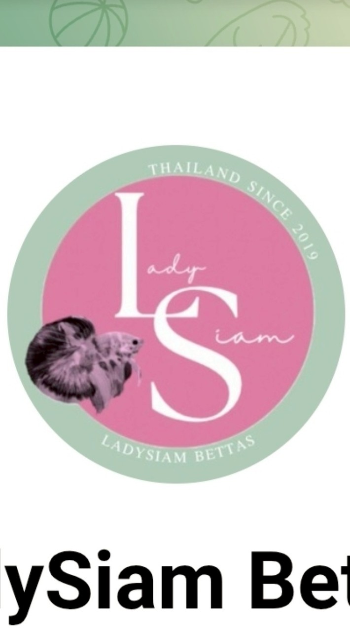 LadySiam Bettas (ปลากัดสวยงาม)
