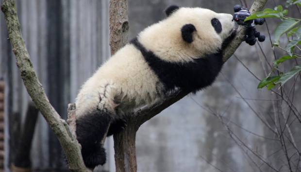  Heboh Panda Disiksa, Netizen Cina Geram 