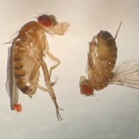 112特選生物（生科/生醫/生化/動科/昆蟲...）