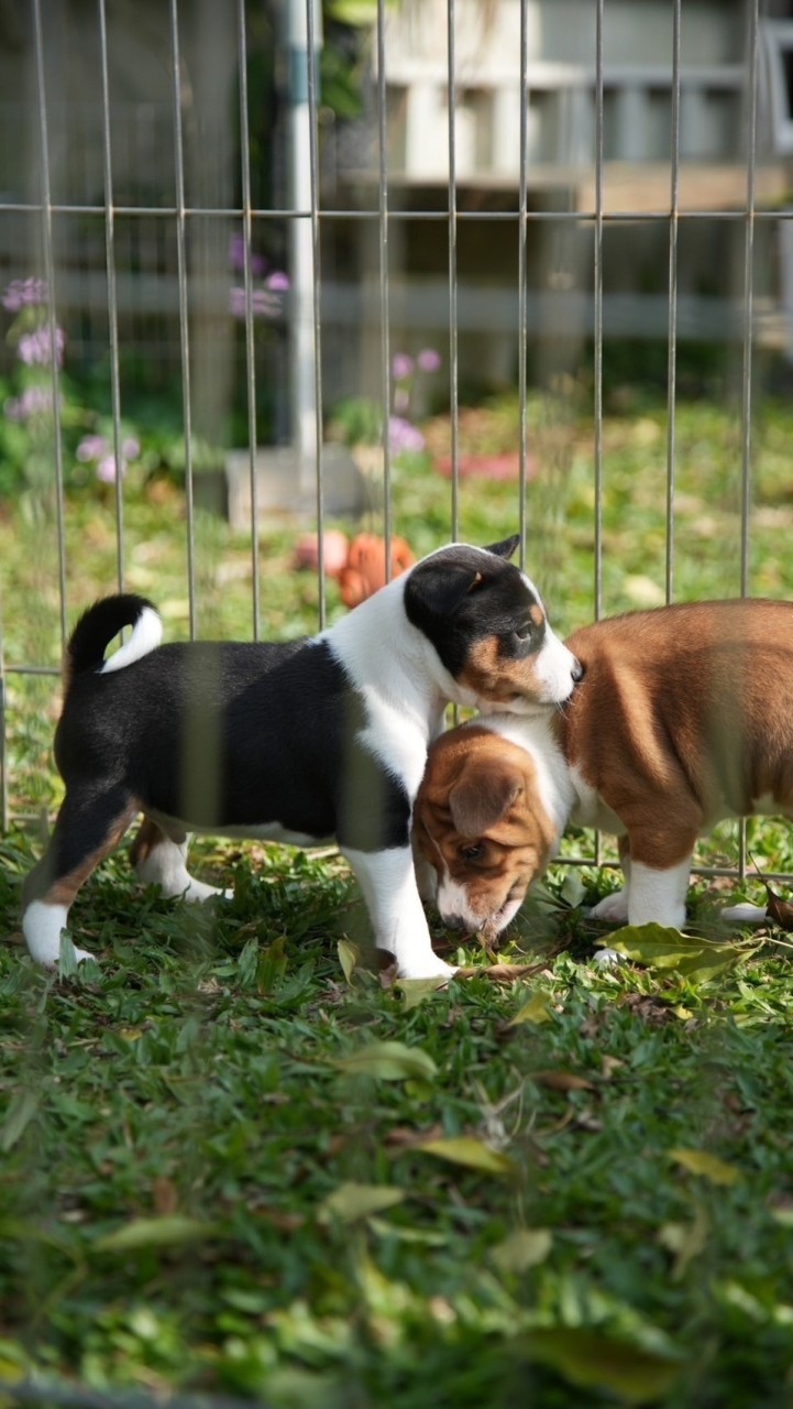 貝生吉犬大小事