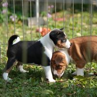 貝生吉犬大小事