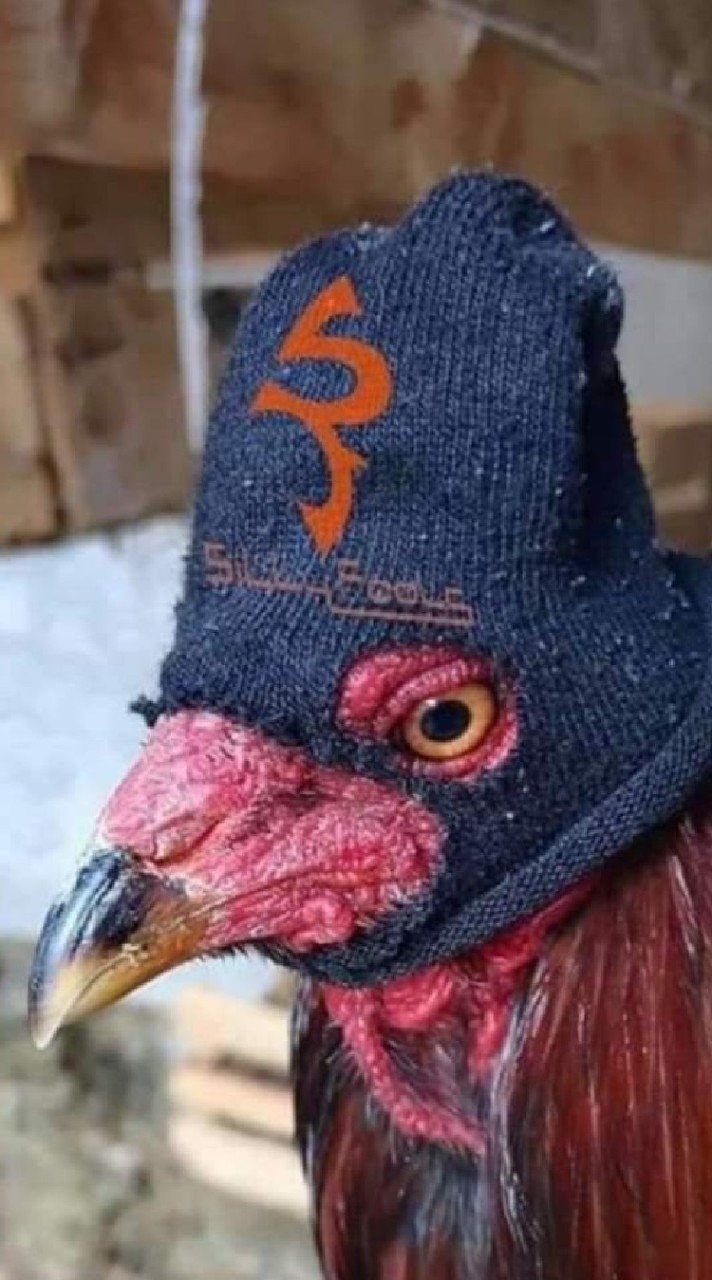รวมพล คนชนไก่
