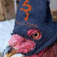 รวมพล คนชนไก่