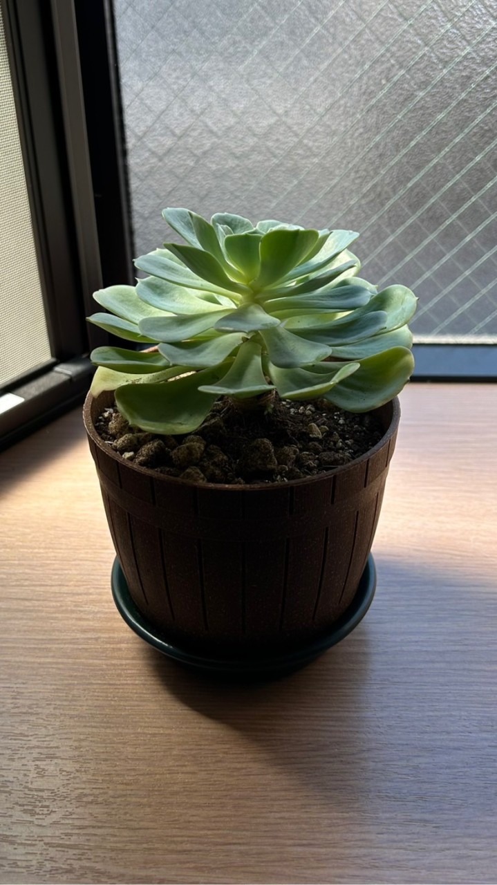 元雑木林