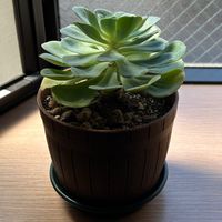 元雑木林