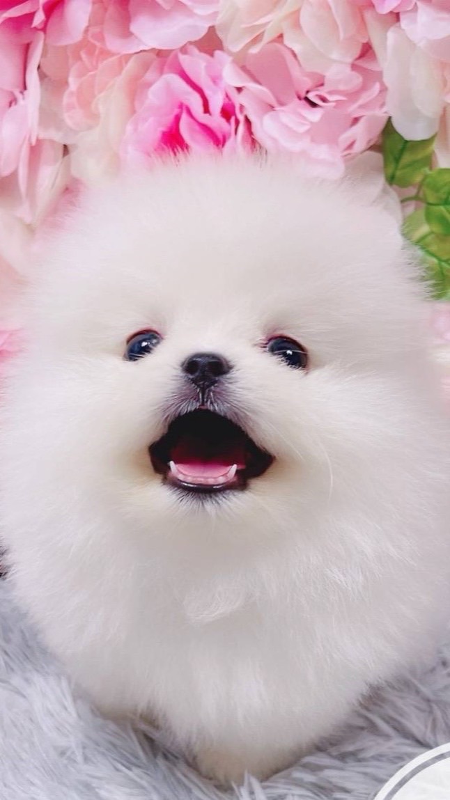 🐾寵物友善交流/保健、飼料、用品專區🐾