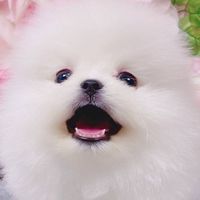 🐾寵物友善交流/保健、飼料、用品專區🐾