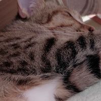 貓貓群