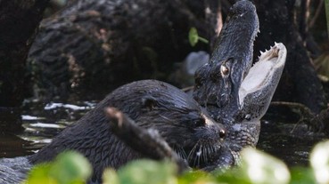 你猜誰會贏？超萌水獺大戰鱷魚！網友：完全幻滅