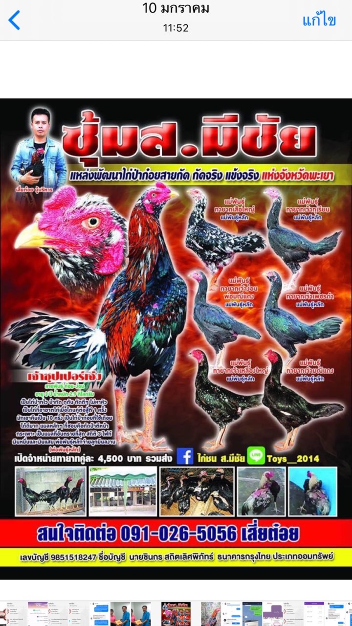 ไก่ชน ส.มีชัย