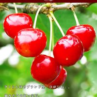 深瀬農園さくらんぼ隊🍒