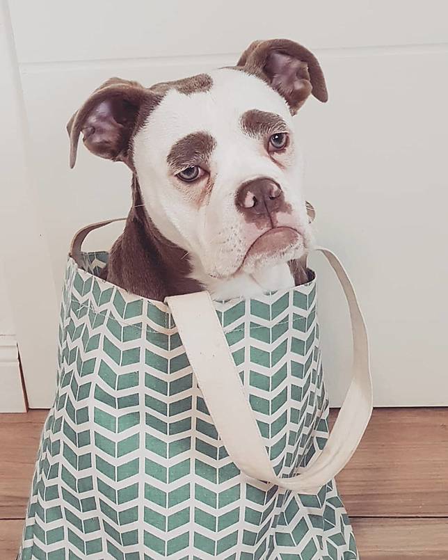 Madame Eyebrow Anjing Yang Disebut Memiliki Wajah Paling Sedih Di