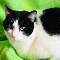 大阪と静岡　猫のボランティア