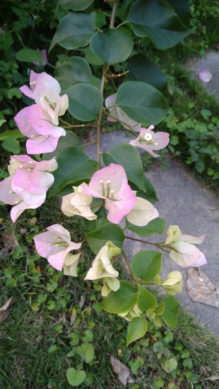 青草湖柴橋土風舞班