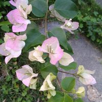 青草湖柴橋土風舞班