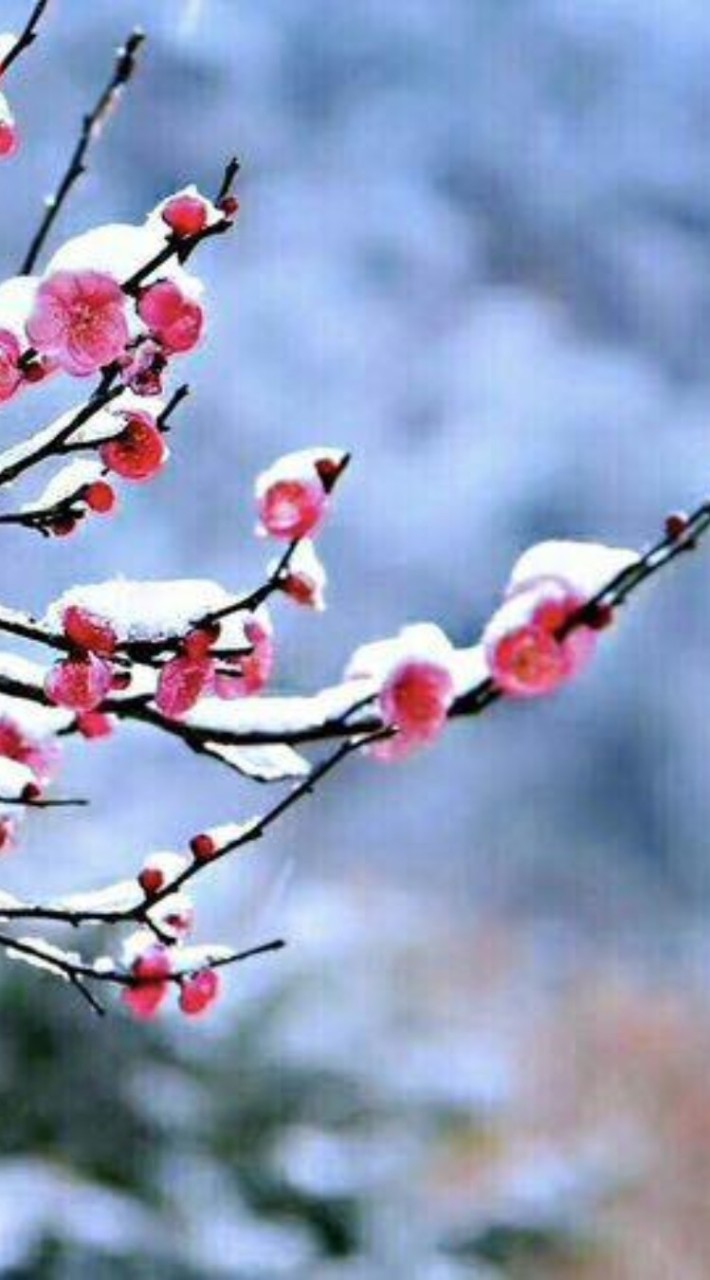 紅梅覆雪🌸❄️🔸休閒育樂中心⭐仙劍⭐