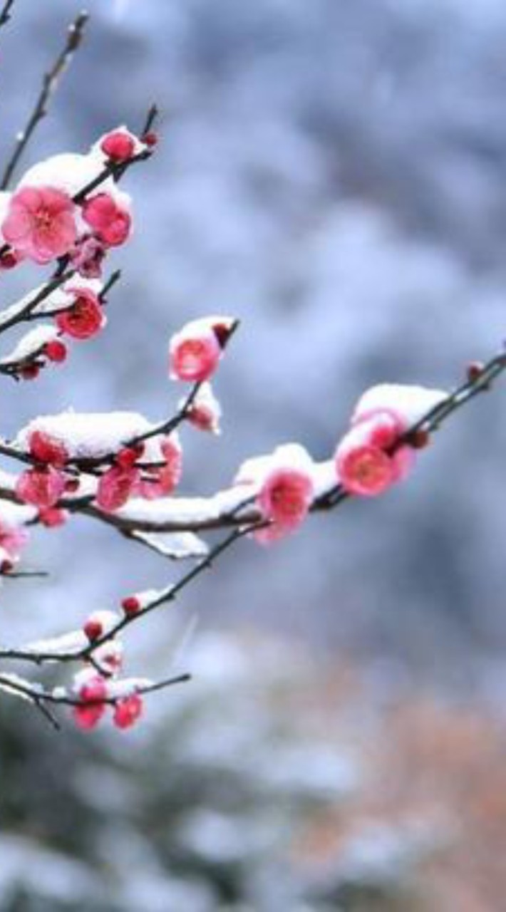 紅梅覆雪🌸❄️🔸仙剣の珍しい俠客は伝