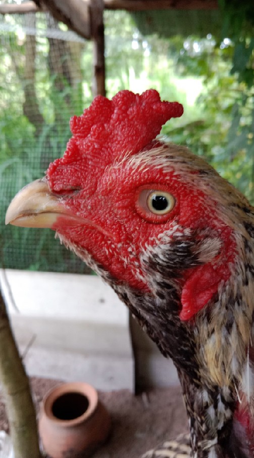 Montree แบ่งไก่ คลิปไก่