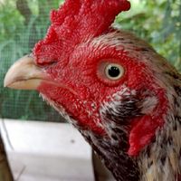 Montree แบ่งไก่ คลิปไก่