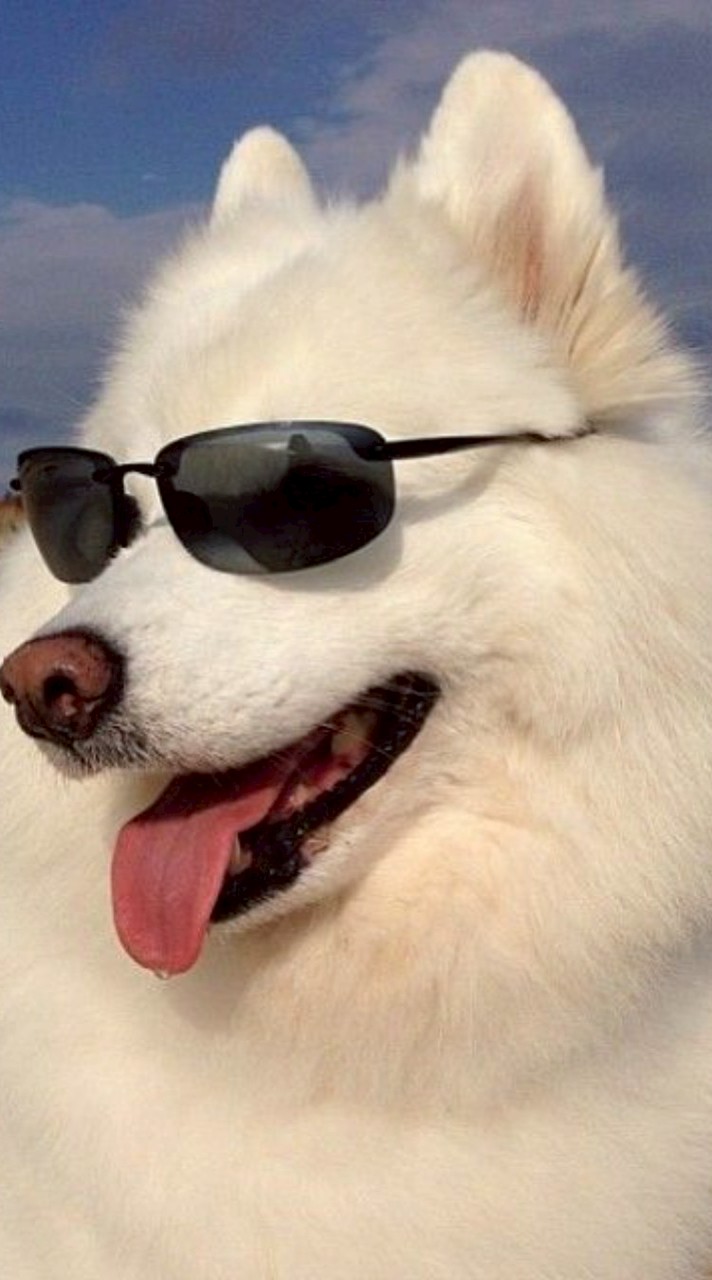 ชักเขย่อการเวก/68